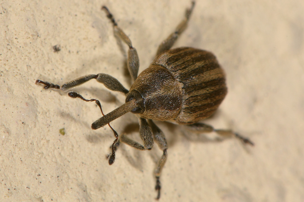 Curculionidae: Tychius sp?   No, Sibinia pellucens